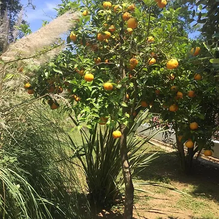 Emilia Apartment Santa-Maria-Poggio (Corsica)