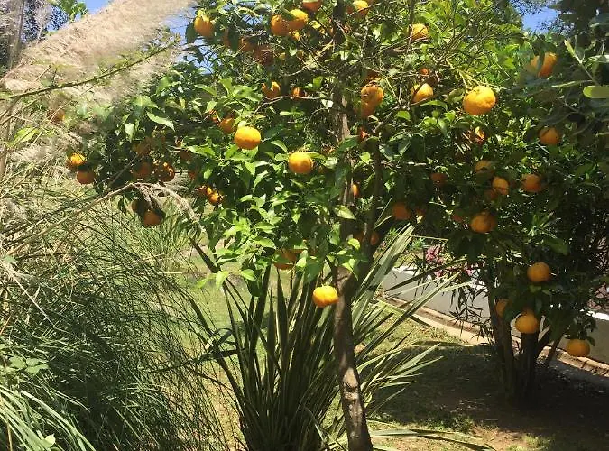 Emilia Apartment Santa-Maria-Poggio (Corsica)