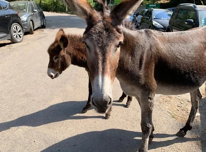 Emilia 公寓 圣玛丽亚波焦