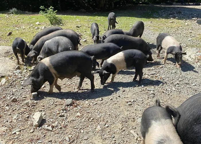 Emilia Santa-Maria-Poggio (Corsica)